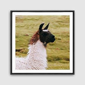 Framed Canvas Wall Art Alpaca Canvas Prints Home Artwork Decoration for Living Room,Bedroom - 16x16 inches