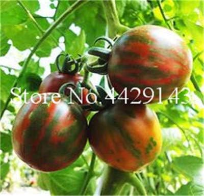 Pinkdose Leche Tomate Rojo Bonsai, Tomate Cherry Planta orgánica ...