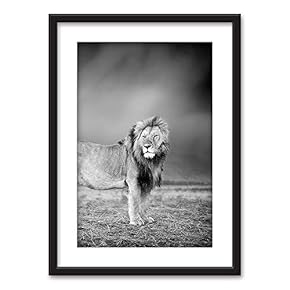 Framed Wall Art - Male Lion in Black White - Black Picture Frames White Matting - 23x31 inches