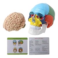 Dayloveme 1:1 Scale Colorful Human Adult Head Model with Brain Stem Anatomy Medical Teaching Tool Supply