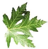 Silver Maple Tree - Acer saccharinum - Heavy Established Roots One Gallon Potted - 1 Plant by Growers Solution