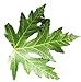 Silver Maple Tree - Acer saccharinum - Heavy Established Roots One Gallon Potted - 1 Plant by Growers Solution