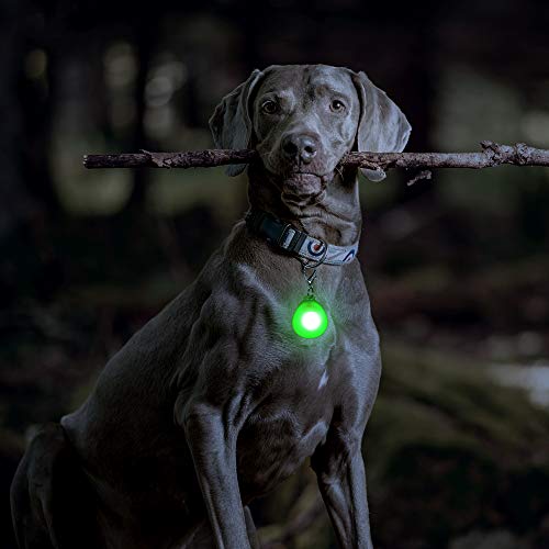 DOMIGLOW LED Dog Collar Light - 2 Packs LED Dog Tag Light for Dog Collar Clip-On Dog Lights for Night Walking & Camping (Blue & Green)