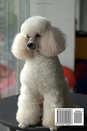 white miniature poodle