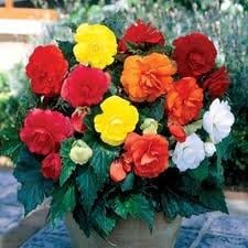 Cottage Garden Bulbs: 10 Mixed Begonia Bulbs/Tubers - Double Grandiflora Type - Free UK P & P