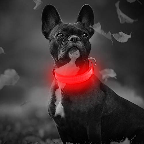 BSEEN Light Up Dog Collars - USB Rechargeable Glowing LED Puppy Collar, Light Up Collars for Nighttime Dog Walking (Small, Ruby Red)