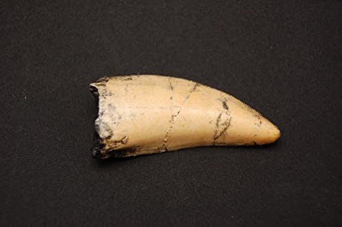 Replica Tyrannosaurus rex Tooth, small 