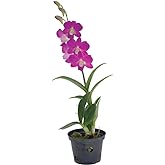 American Plant Exchange Dendrobium Orchid &ndash; Live 4-Inch Potted Flowering Plant, Easy-Care Tropical Houseplant with Elegant Blooms for Indoor Home, Office, Windowsills &amp; Gift D&eacute;cor