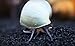 Aquatic Arts 3 Live Blue Mystery Snails Freshwater Aquarium Algae Scraper / Real Living Nano Fish Tank Pet | Glass Cleaning Snail | Natural Decor