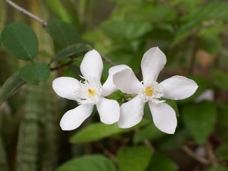 Creative Farmer Flower Plant Srilankan Jasmine Winter Cherry Tree All Time Bloom Plant For Balcony Garden Plant 1 Healthy Live Plant Amazon In Garden Outdoors