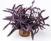 Purple Heart Plant - Setcreasea - Indoors or Out - Easy - 4" Pot primary