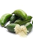 Finger Lime, Australian Green Citrus Caviar Sweet Tart Flavor, Fruit Tree Plant (Excludes: CA, AZ, LA, TX), 1 Gallon (4in CitraPot)