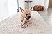 Petstages NewHide Alternative Dog Chew Toy, XS