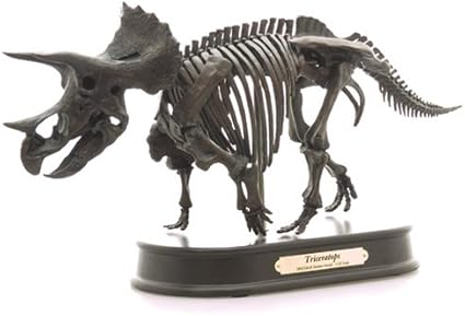 Febaritto Triceratops Skeleton Model 