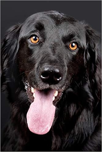 Dog Portrait Hovawart In 2020 Dog Pop Art Dog Modern Art Pet Portraits