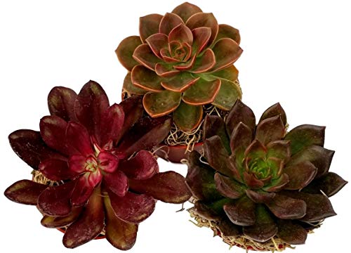 Fat Plants San Diego Large Succulent Plant Collection - Succulents in 4 inch Pots (3)