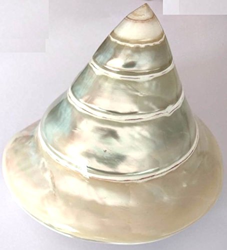 100% Genuine, Pure and Beautiful Moti Sankh or Pearl Conch for Mahalakshmi Puja