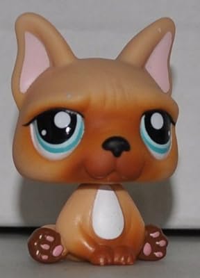 long hair cats for sale near me