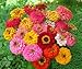 *Seeds and Things 400 + Pumila Zinnia Flower BULK Seeds MIXED COLORS