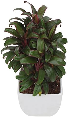 Exotic Green Indoor Plant Cordyline in White Pot
