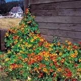 Nasturtium - Tall Climbing Mixture - 25 Seeds