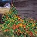 Nasturtium - Tall Climbing Mixture - 25 Seeds primary