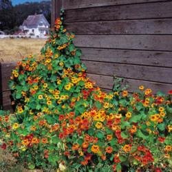 Nasturtium - Tall Climbing Mixture - 25 Seeds