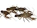 Toledo Goldfish Live Crayfish for Koi Ponds, Goldfish Aquariums or Tanks – Live Crawdads – Born and Raised in The USA – Live Arrival Guarantee (10 Count)thumb 1