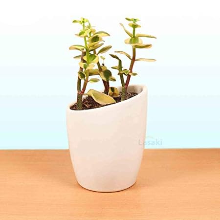 Lasaki Ayana Ceramic Pots for Indoor Plants,Planters,Flower pots,gamla for Indoor,Outdoor,Succulent Pot(Color: White)