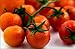 Tomato Large Cherry Basket Pack Garden Heirloom Vegetable 100 Seeds By Seed Kingdom