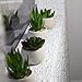 Houseables Artificial Succulent Plants, Fake Plant, 6 Pack, 4.25