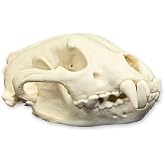 Skulls Unlimited Real Wolverine Skull &ndash; Model Animals Specimen for Science Education A Quality