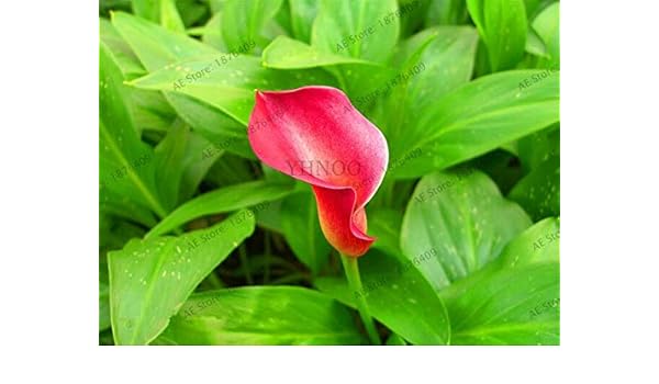 Amazon Com Kasuki Colorful Flores Rare Plants Flowers Calla