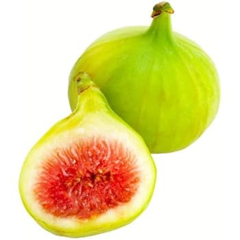 Green Ischia Fig Fruit Tree Ficus carica NO SHIPPING TO CA, AZ, AK, HI, OR or WA PER YOUR STATE LAWS
