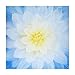 Hoffman Quilt Fabrics Hoffman Digital Dream Big Flower 43Inpanel, French Blue