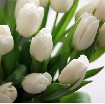 Amazon 即納出来ます 秋植え球根 プランター１杯分のチューリップ ホワイトコレクション 今期 白品種は希少です ３０球パック 他品同梱ｏｋ 関東甲信越地域以外は出荷地からの関係で別途送料が発生します 球根