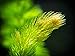Aquatic Arts Live Hornwort Plant - 2 Extra Large Bunches of Pond Plants Over 10 Stems