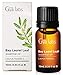 Gya Labs Bay Leaf Essential Oil - 0.34 Fl Oz - for Hair, Skin, Diffuser, Aromatherapy & DIY Candle Making Scent