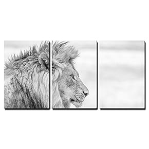 Black And White Lion (Kruger National Park) - 3-Panel Canvas Print