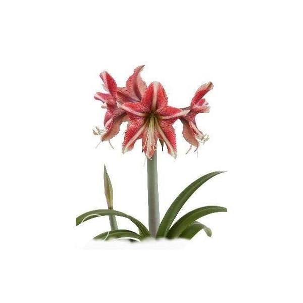 Silk Amaryllis Flowers Silk Flower Arrangements