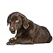 Cadet Gourmet Beef Hide Twist Chew Sticks, Long Lasting & Natural Chew Treats for Dogs, Inspected & Tested in USA, Duck Flavor (50 Count)