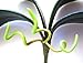 2 Artificial Green Flower Orchid Phalaenopsis Leaves Decorative Potted Plant Leaf Arrangement