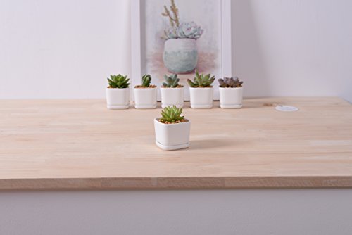 Sea star 6 set 2 inch square Modern Minimalist White Ceramic Succulent mini Planter Pot/Window Box with Saucer (Square, 2inch)