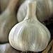 GARLIC BULB (2 Pounds), FRESH CALIFORNIA SOFTNECK GARLIC BULB FOR PLANTING, EATING AND GROWING YOUR OWN GARLIC, COUNTRY CREEK BRAND