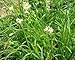 Garlic Chives Live Herb Plant