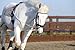 Hunters Saddlery Ultimate Horse Lunging Training Aid System Lunge Equipment - Pony, Cob/Horse, Draft Size