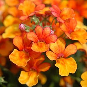 Amazon 宿根草 サンサシア オレンジ １株 花