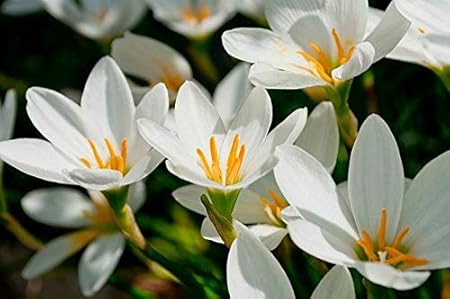 FernsFly IMP. Rain Lily | Zephyranthes Lily | Magic lily Flower Bulbs Home Indoor Outdoor Flowering Gardening Bulbs Blooming planting (Pack of 30 White Rain Lily)