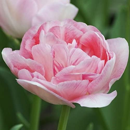 Photo 1 of 20 Angelique Tulip Bulbs- Double Late, New!!