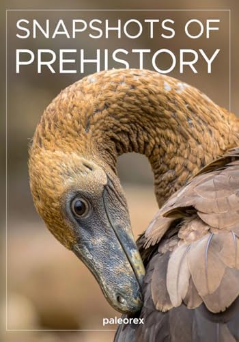 Birds: The Art of Ornithology: Elphick, Jonathan: 9780565095512